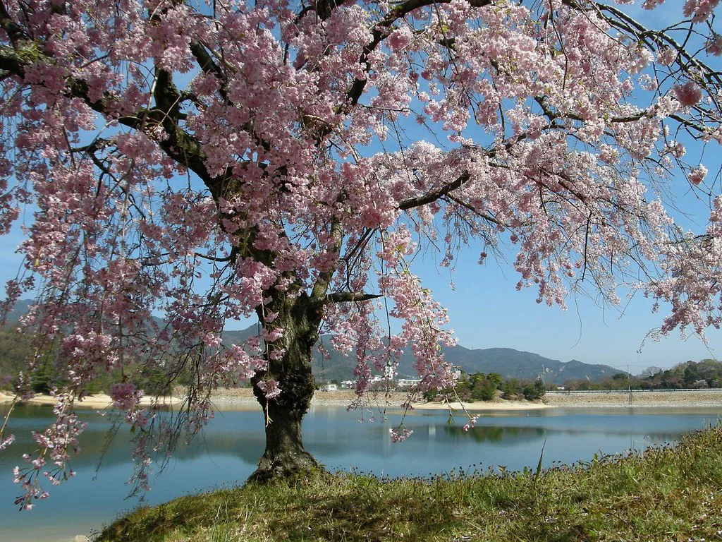 Cherry Blossom Season Japan