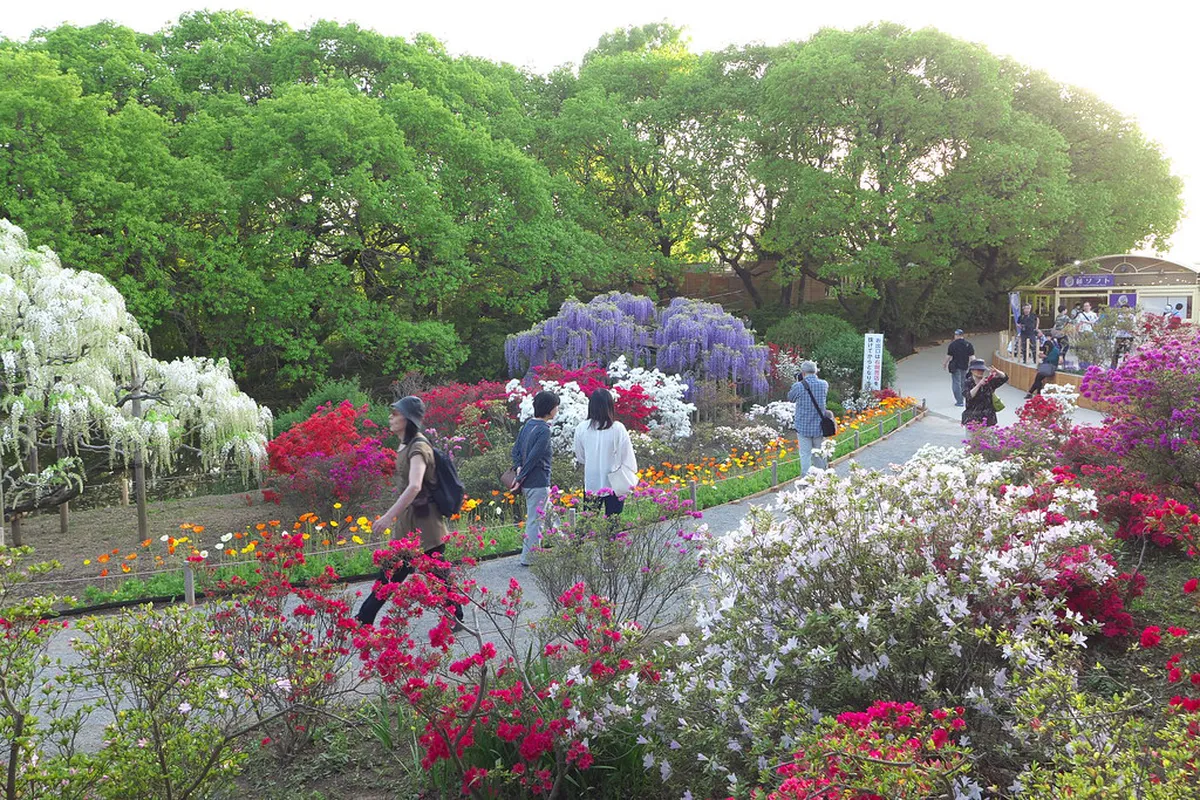 Ashikaga Flower Park wisteria — day trips from nikko in Nikko, Japan