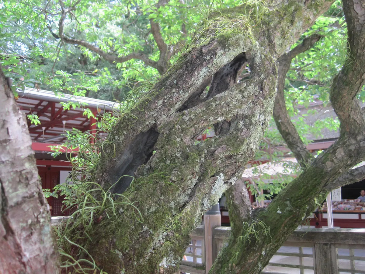 Dazaifu Tenmangu Tobiume flying plum tree in blossom near the main shrine hall Fukuoka Japan
