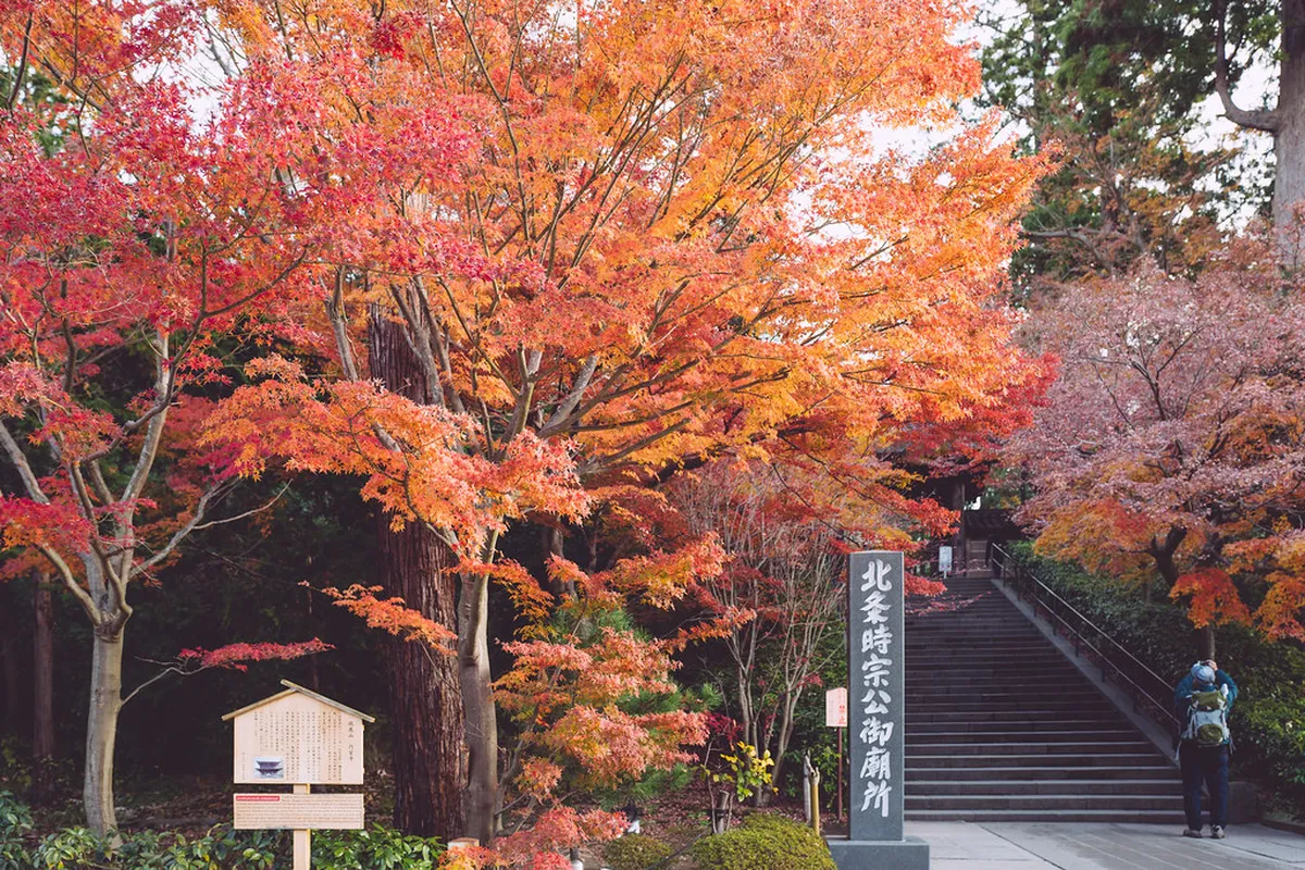 Brilliant autumn maple foliage framing the historic Sanmon gate at Engakuji temple in Kamakura