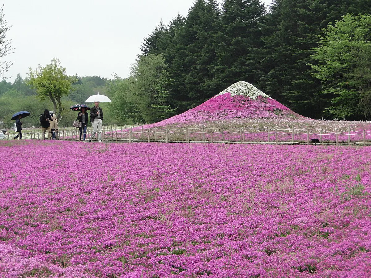 Fuji Shibazakura Festival pink moss with Mount Fuji, Japan — 1