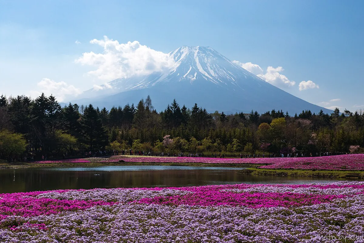 Fuji Shibazakura Festival pink moss with Mount Fuji, Japan — 2