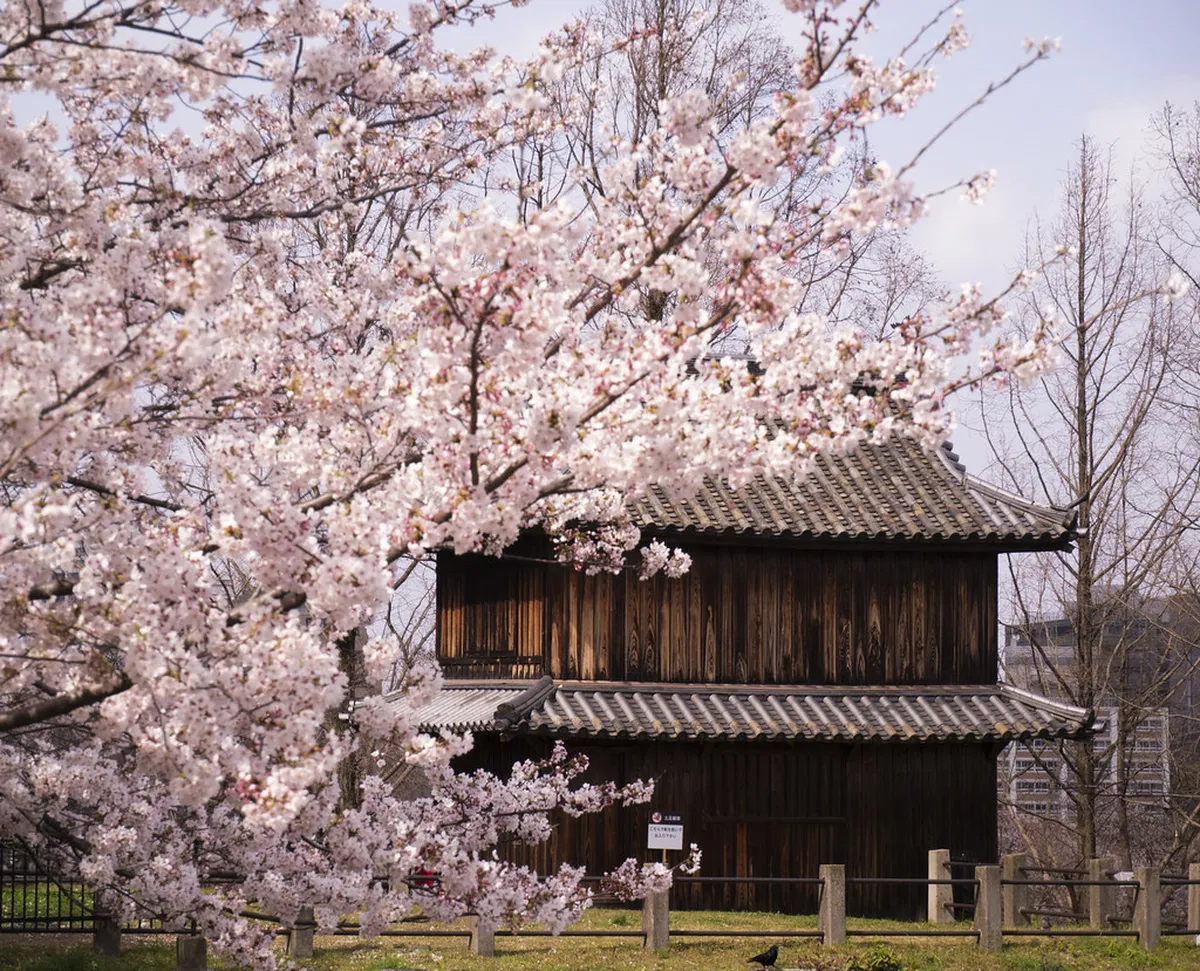 Maizuru Park castle ruins draped in thousands of pink cherry blossom petals during the Fukuoka spring festival in Japan