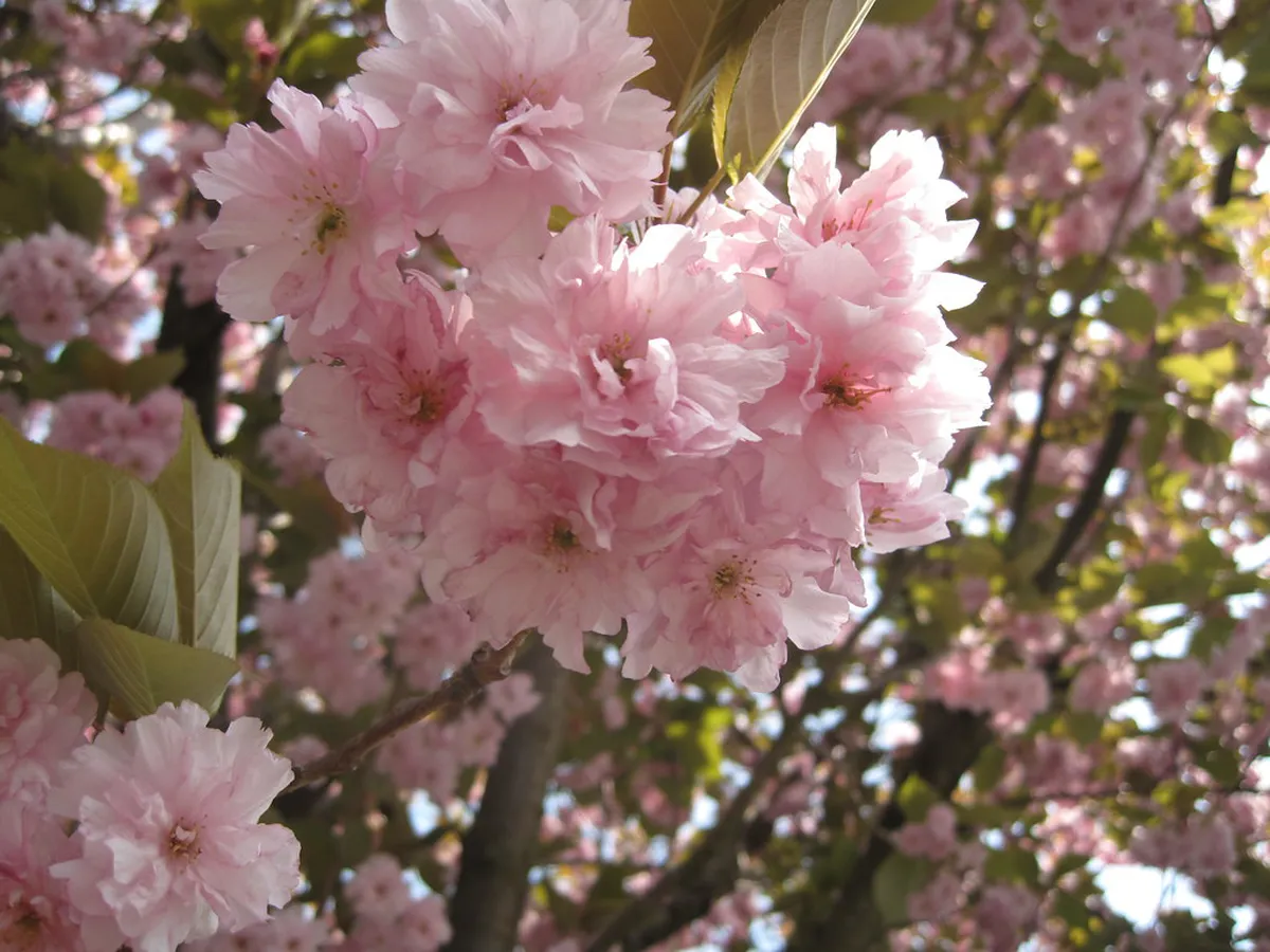Groups of people enjoying a traditional ohanami picnic under cherry blossom trees in full bloom in Japan