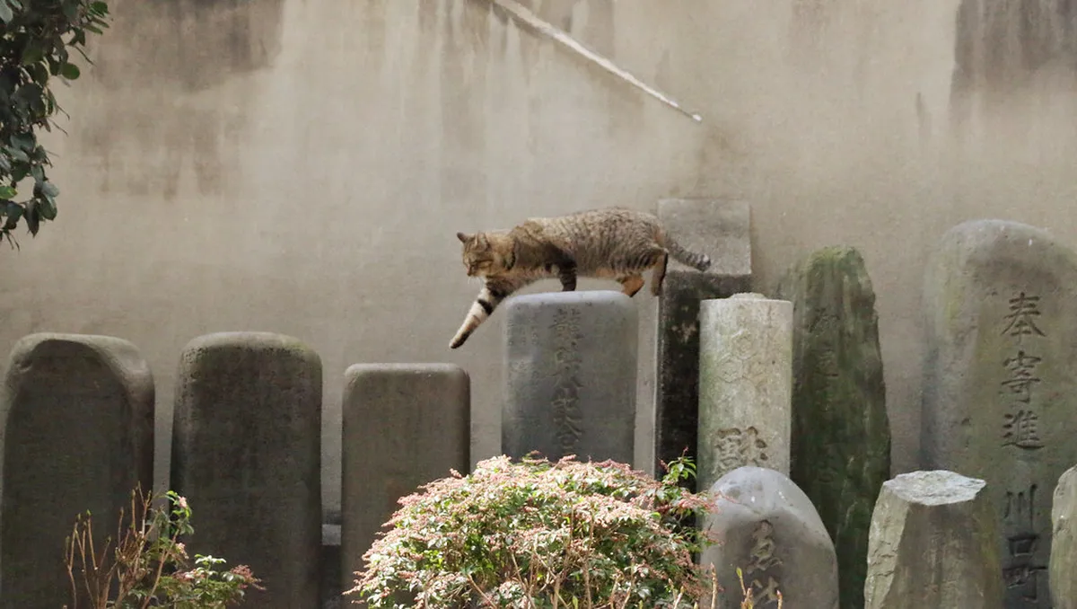 Shelf Life and Giftability: How to Choose What to Buy in Fukuoka