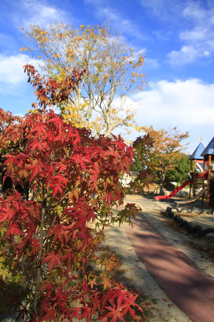 Autumn foliage colours in Fukuoka during November