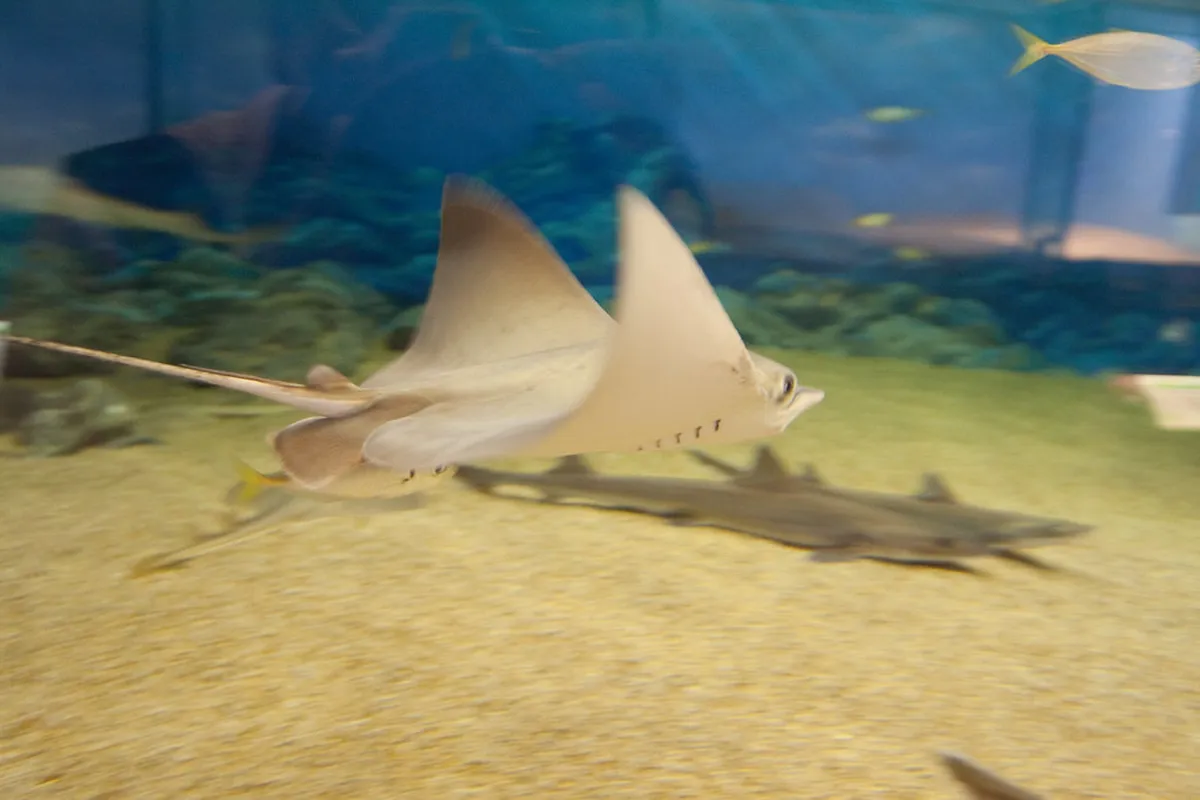 Marine World Uminonakamichi aquarium in Fukuoka — a popular family attraction with large underwater exhibits