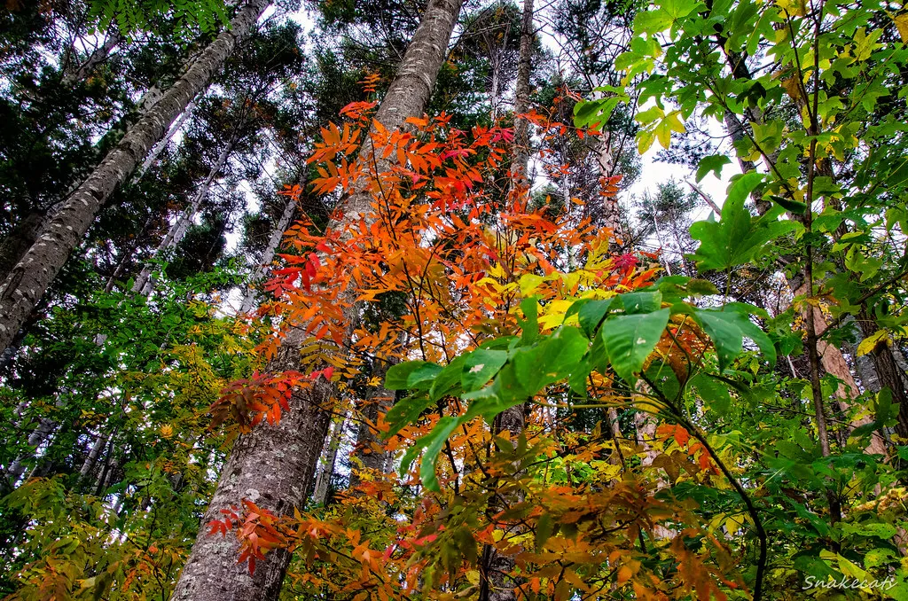 Hokkaido autumn scenery