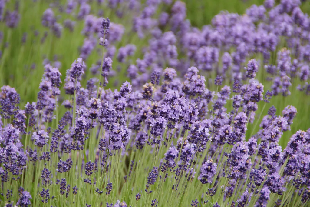 Tomita Farm lavender