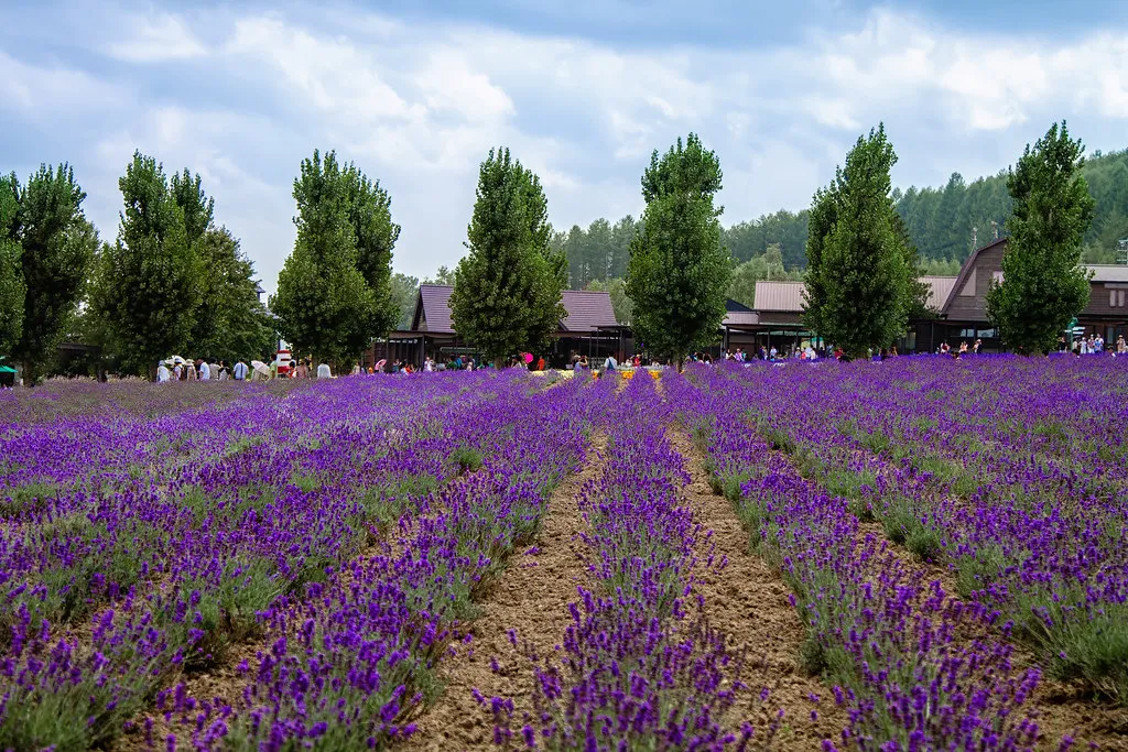 Furano lavender summer