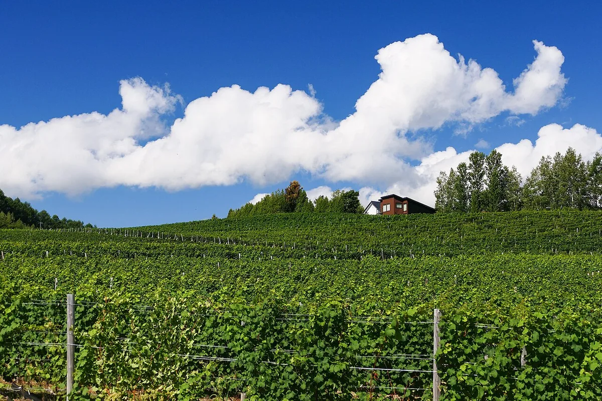 Wine tasting overlooking vineyards in Furano, Hokkaido, Japan — 1
