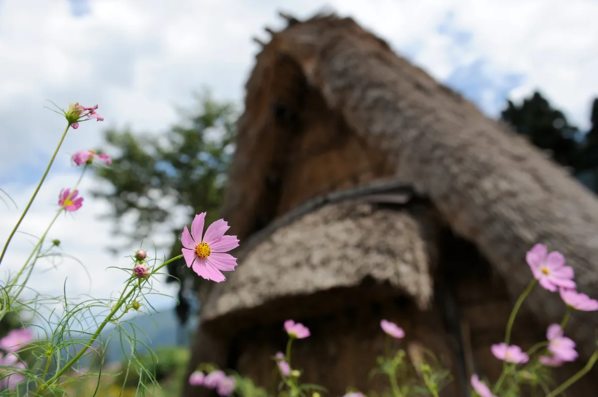 Ainokura village nestled in the Gokayama valley, with traditional gassho-zukuri farmhouses dotting the mountainous landscape
