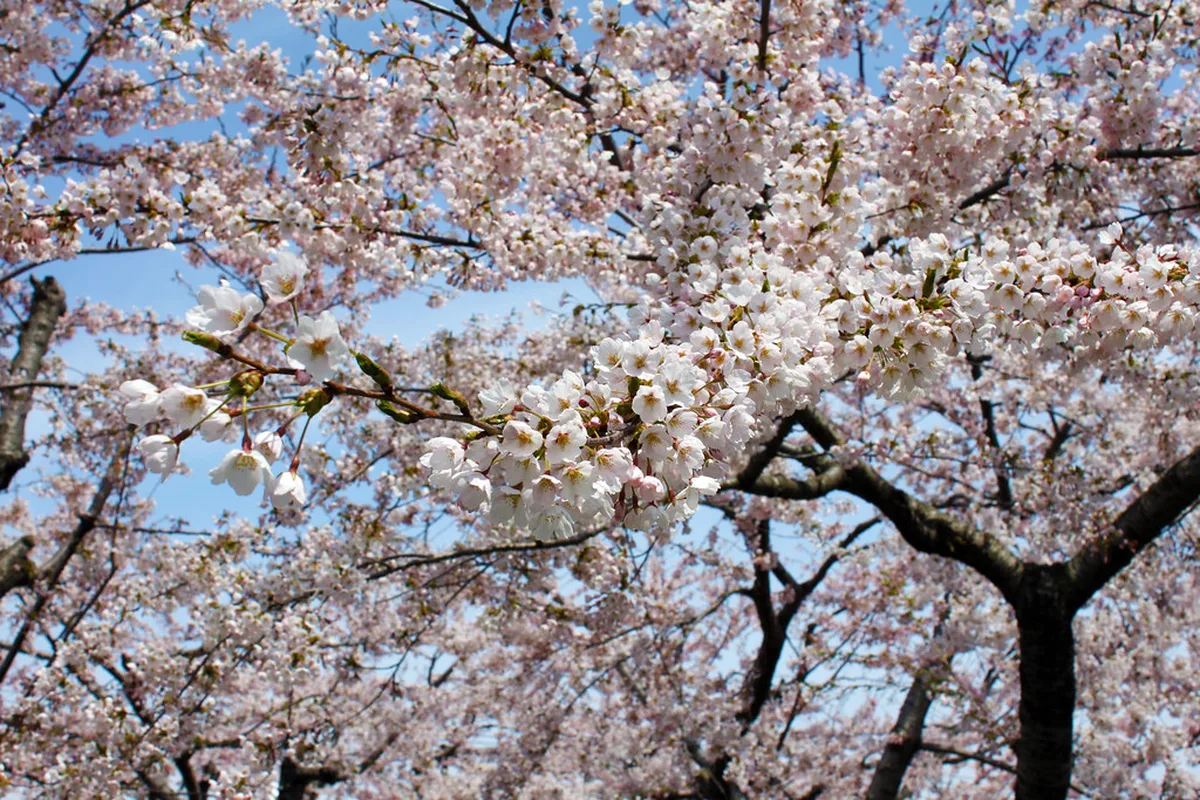 Goryokaku cherry blossom in Hakodate, Hokkaido