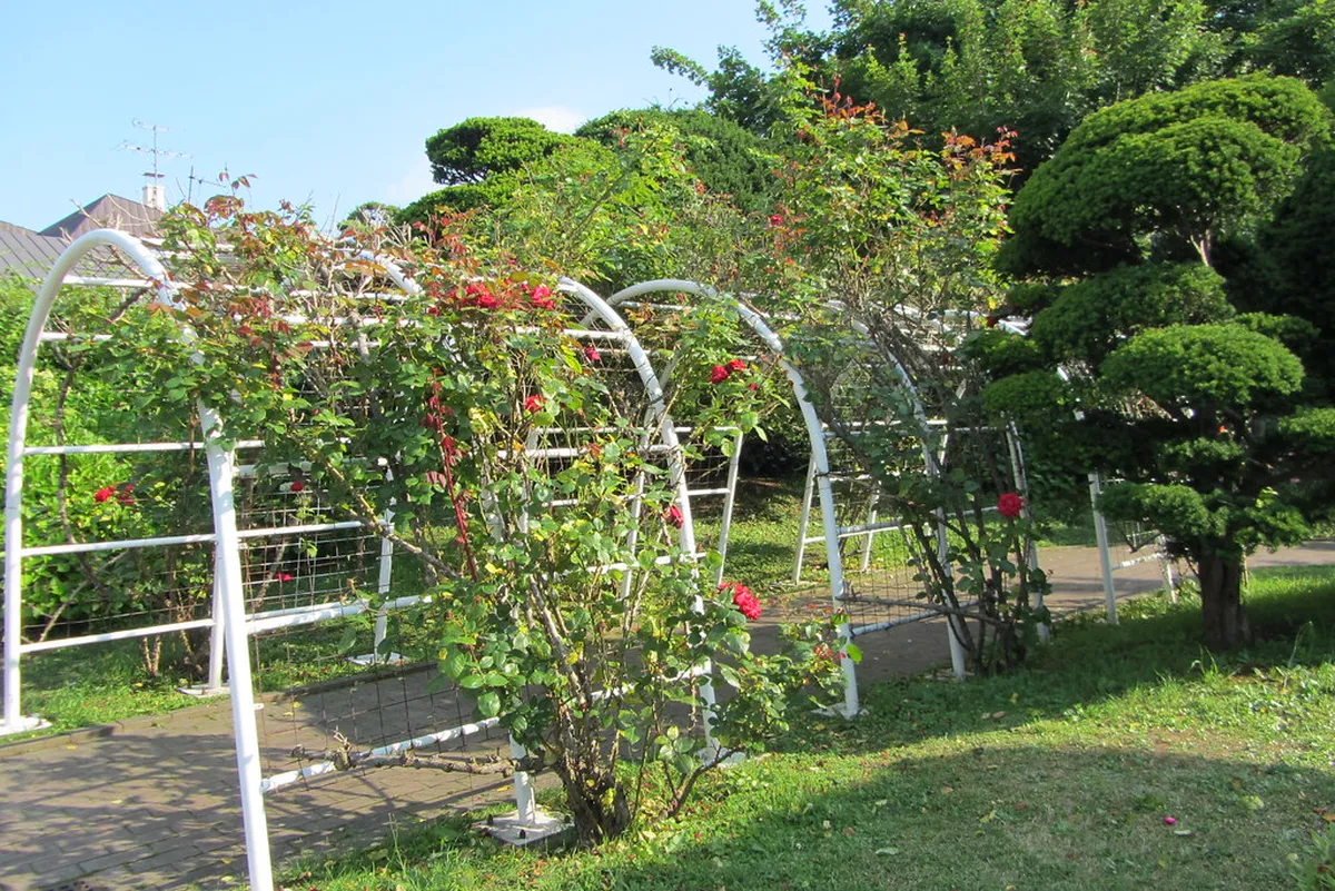 Victorian Rose or Kyuchaya Tei: Which Tea Room Should You Choose? in Hakodate