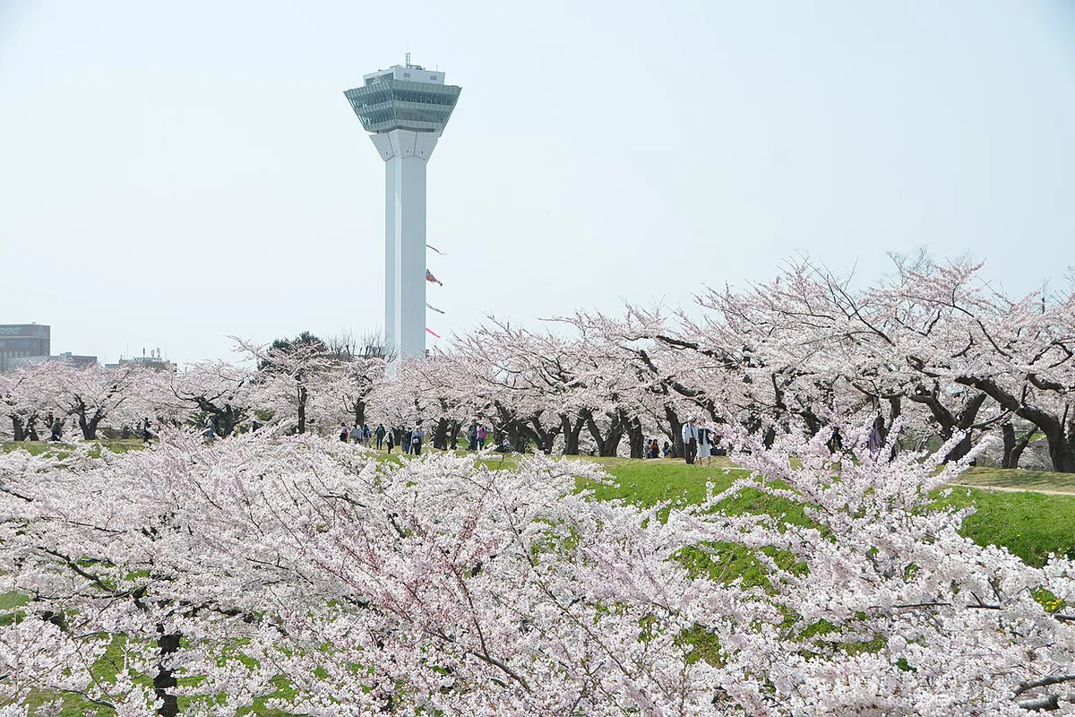 Hokkaido-Cherry blossoms are fully bloomed in Goryokaku park-xl — 2