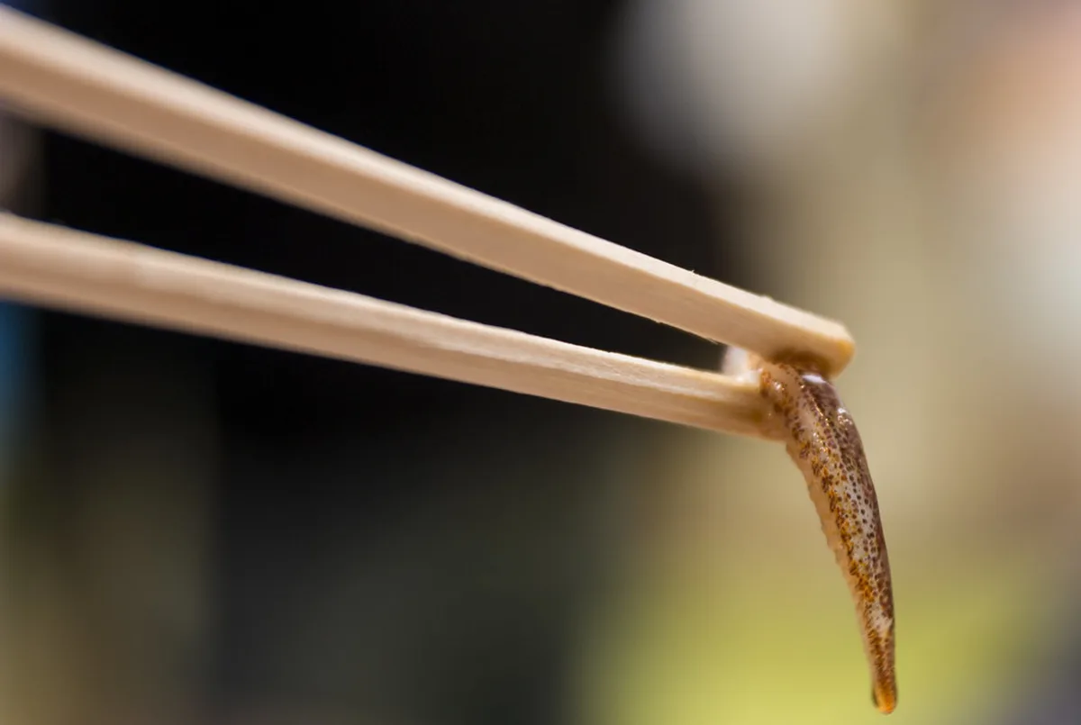 Squid sashimi in Hakodate, Hokkaido
