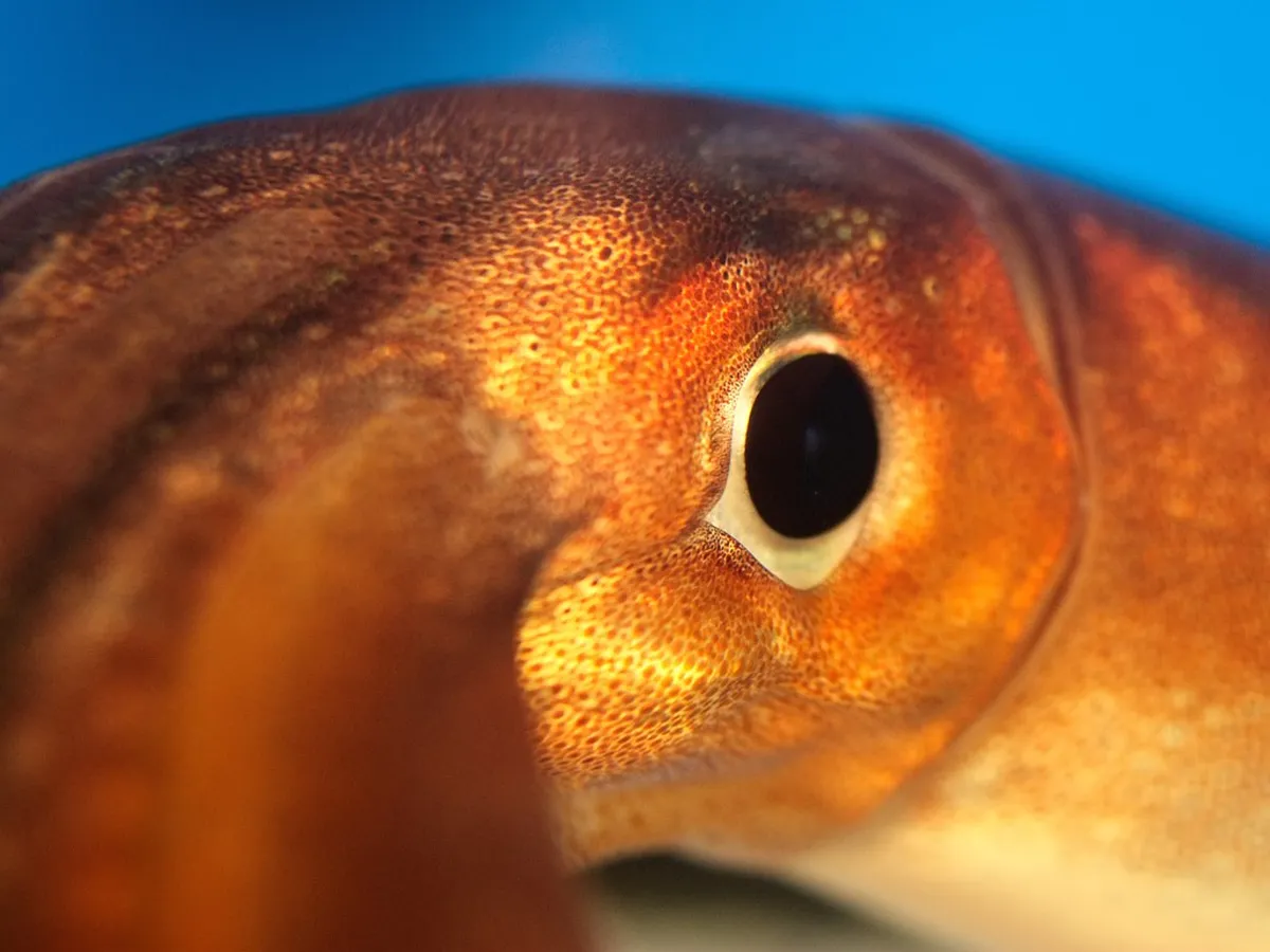 Beyond the Market: Dinner and Hotel Seafood in Hakodate