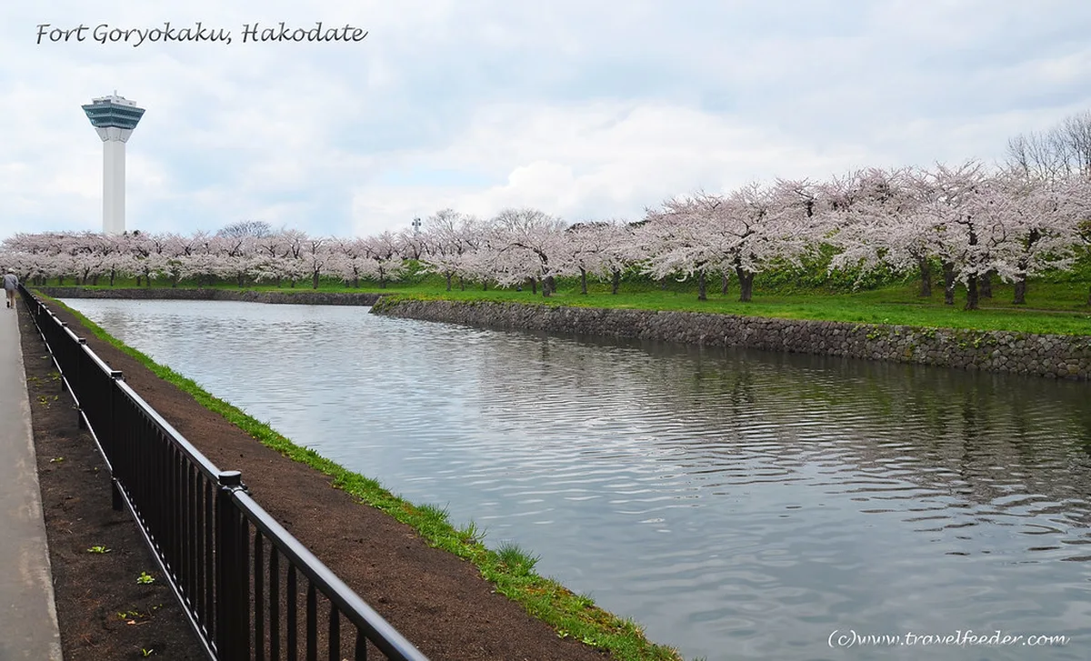 Spring cherry in Hakodate, Hokkaido