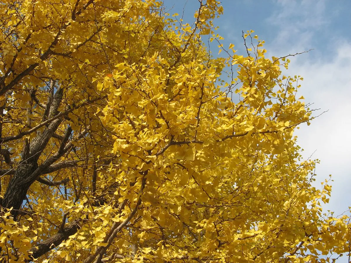 Autumn foliage in Hakodate, Hokkaido