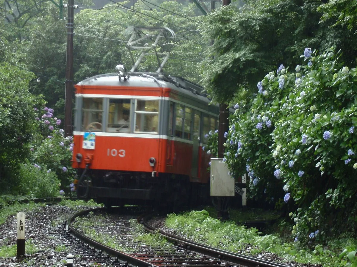 Tozan 103 Hydrangea — 2