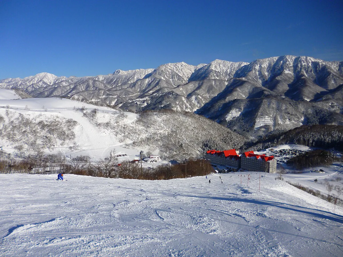 Tree-lined powder run at Cortina ski resort near Hakuba, Japan — 1