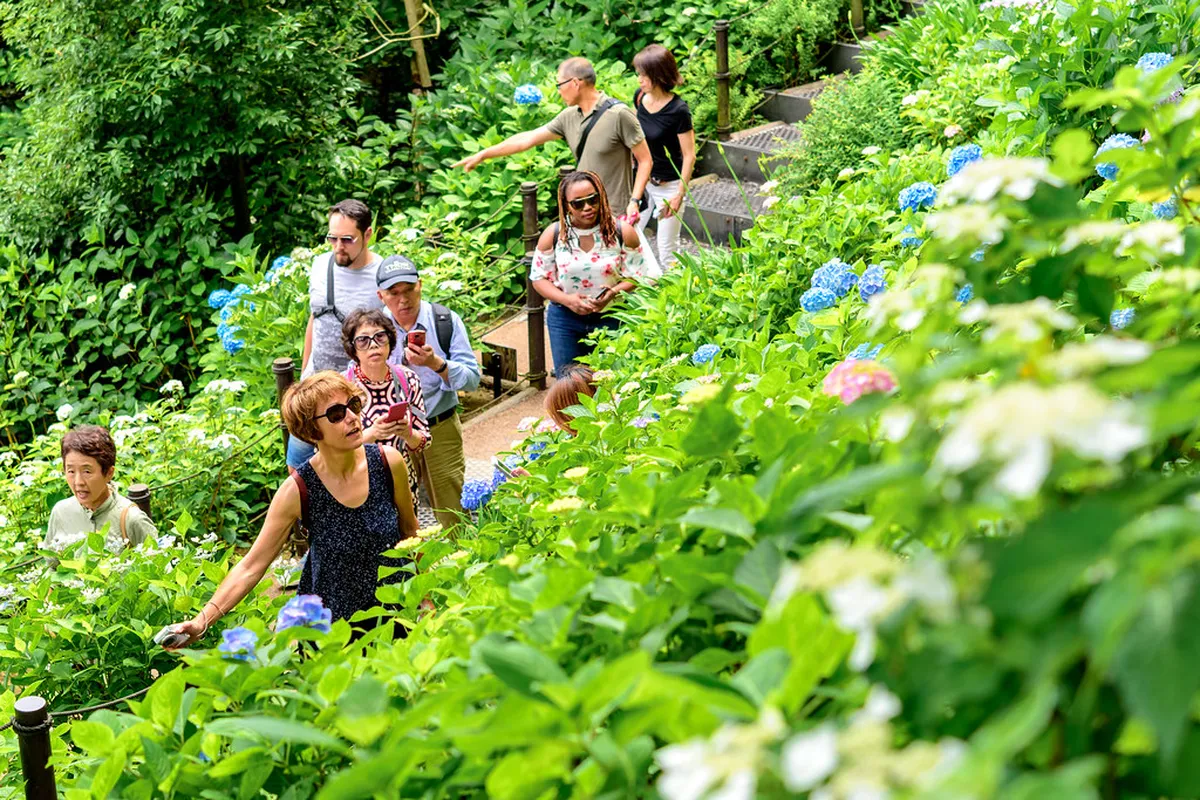 Hasedera hydrangea garden in Kamakura with thousands of blue and purple ajisai blooms lining the hillside path above Sagami Bay