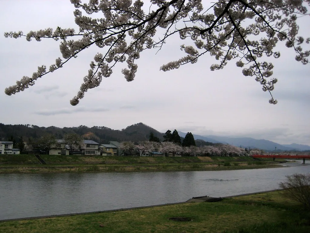 Hinokinai River Cherry Blossoms