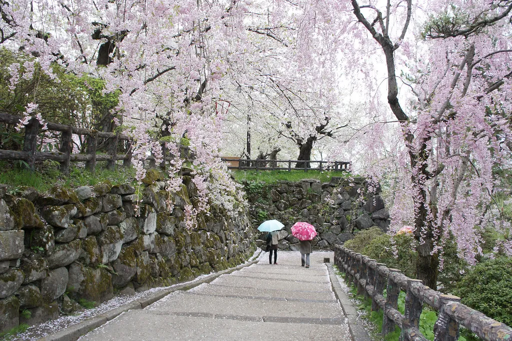 Hirosaki Castle cherry blossom — Hirosaki, Japan