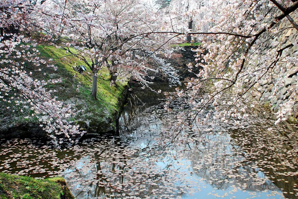 Hirosaki cherry blossom moat — Japan