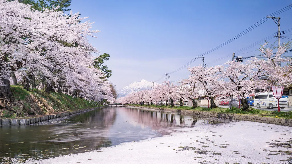 Hirosaki park sakura — Japan