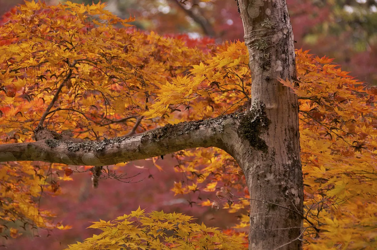 Hiroshima autumn foliage with golden and red maple trees along the riverside in Japan