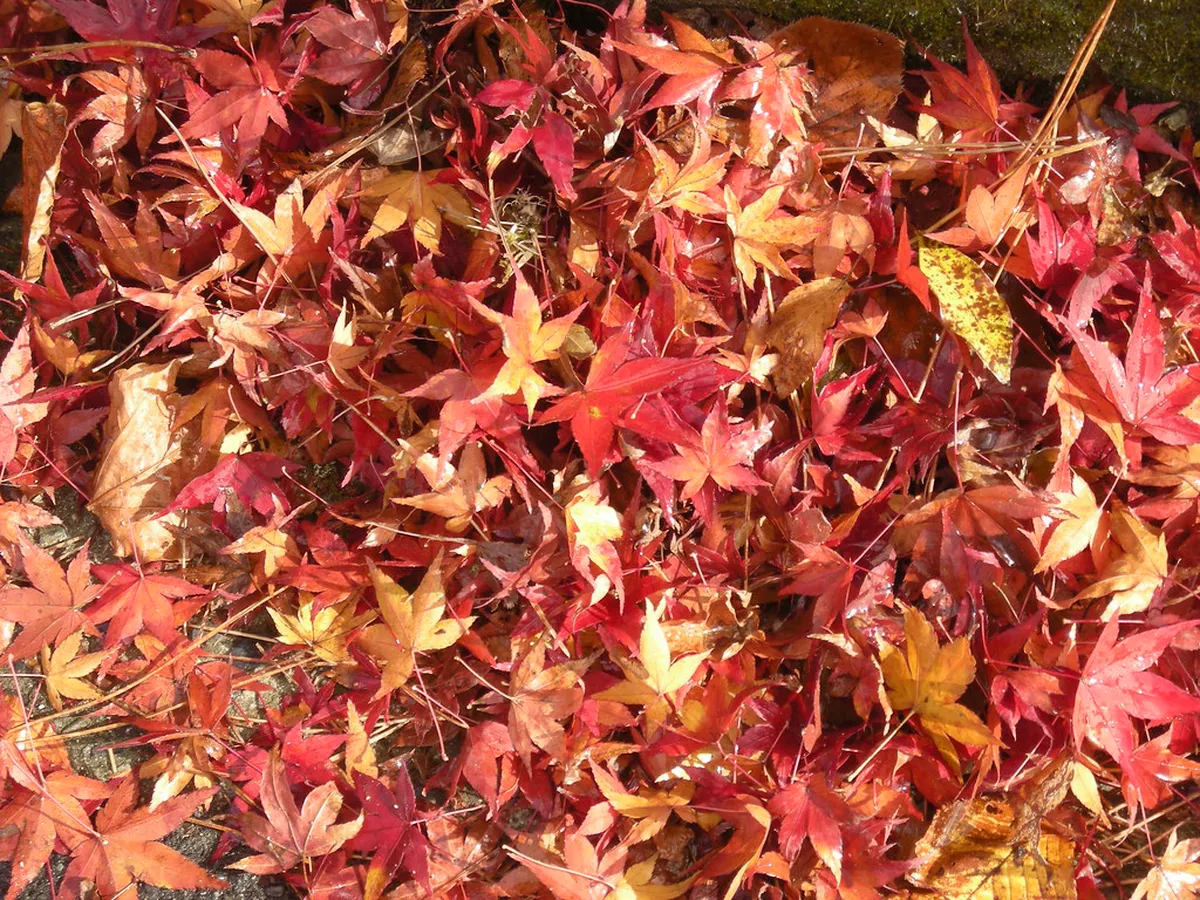 Miyajima Island covered in vibrant autumn maple leaves with traditional buildings and the Seto Inland Sea in Japan