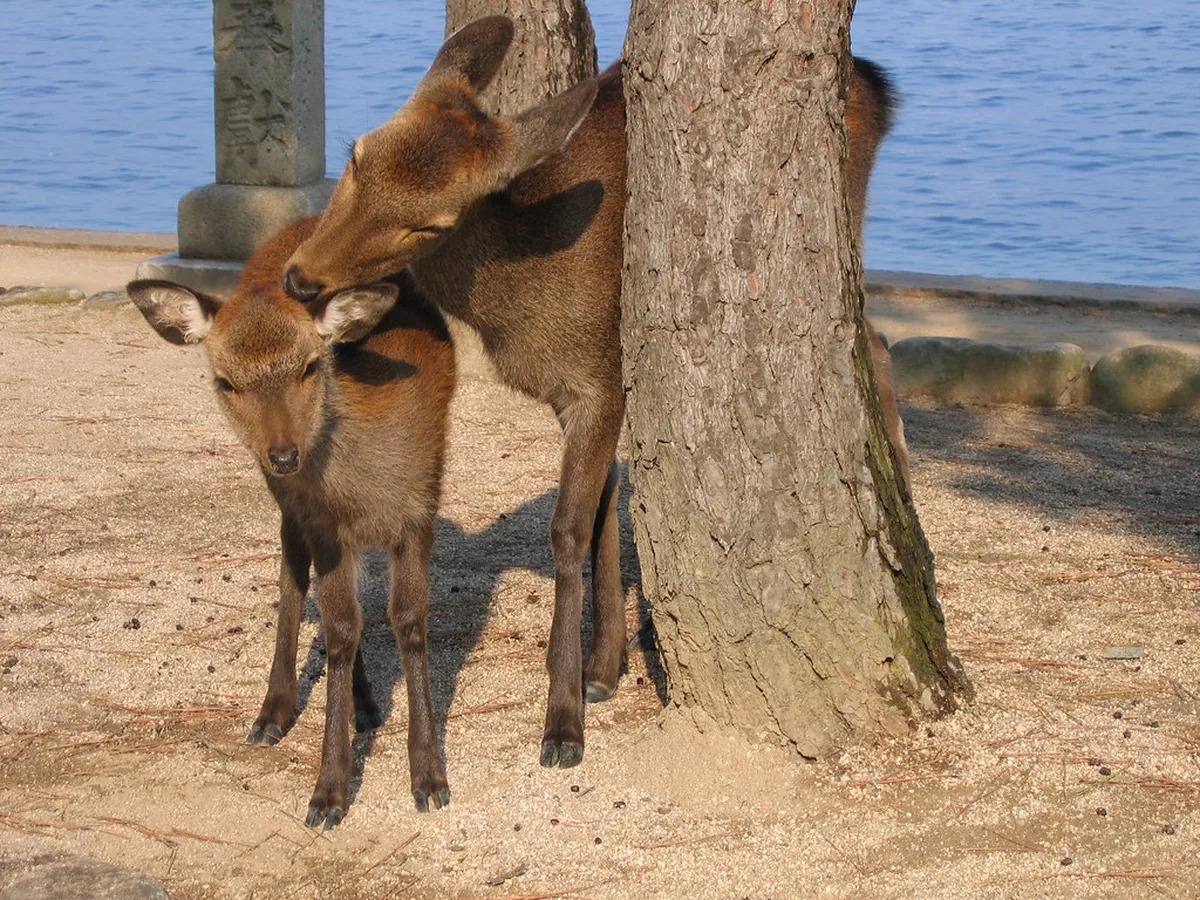 Wild sika deer roaming freely near Itsukushima Shrine on Miyajima Island in Hiroshima, Japan
