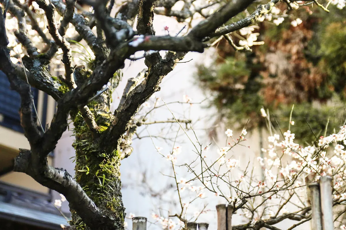 Miyajima Island cherry blossom trees framing the five-story pagoda and floating torii gate in spring in Japan