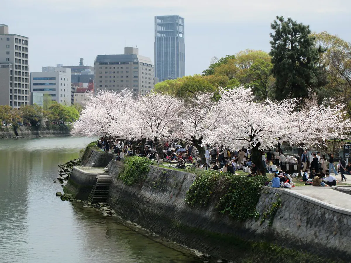 Hiroshima Peace Memorial Park riverside covered in cherry blossom petals along the Motoyasu River in Japan