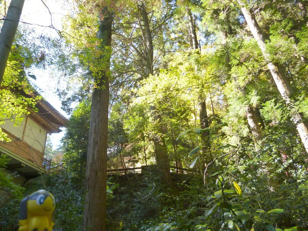 Before Leaving a Shinto Shrine