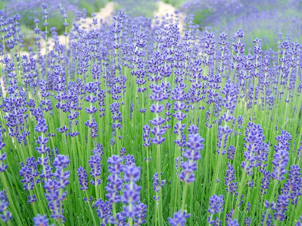 Furano lavender Hokkaido