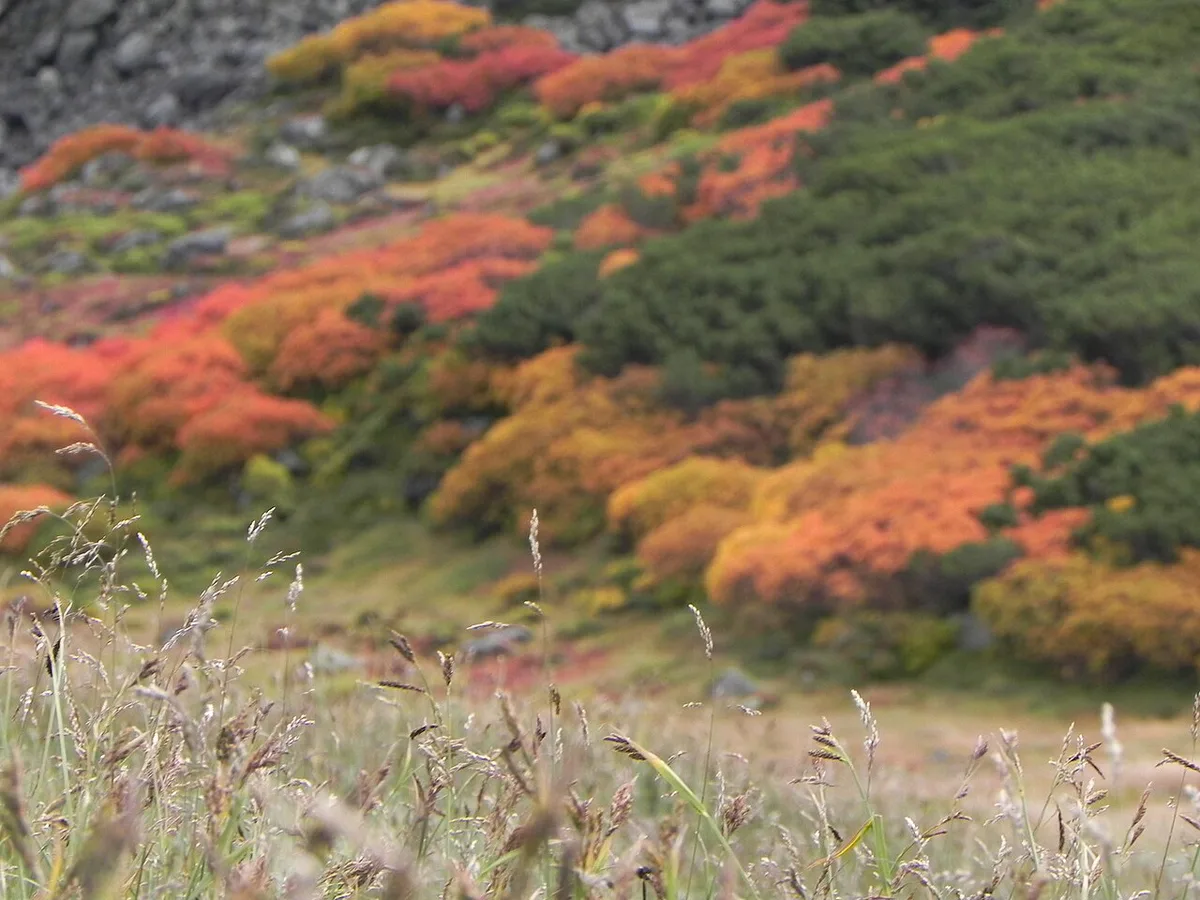 Golden autumn foliage over Daisetsuzan National Park in Hokkaido, Japan — 1