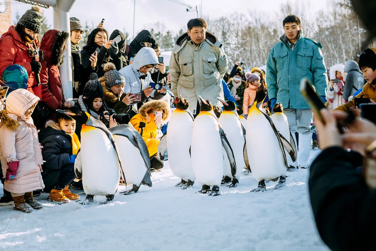 Traveler's Decision Guide: Cost, Access, and Booking Windows in Hokkaido