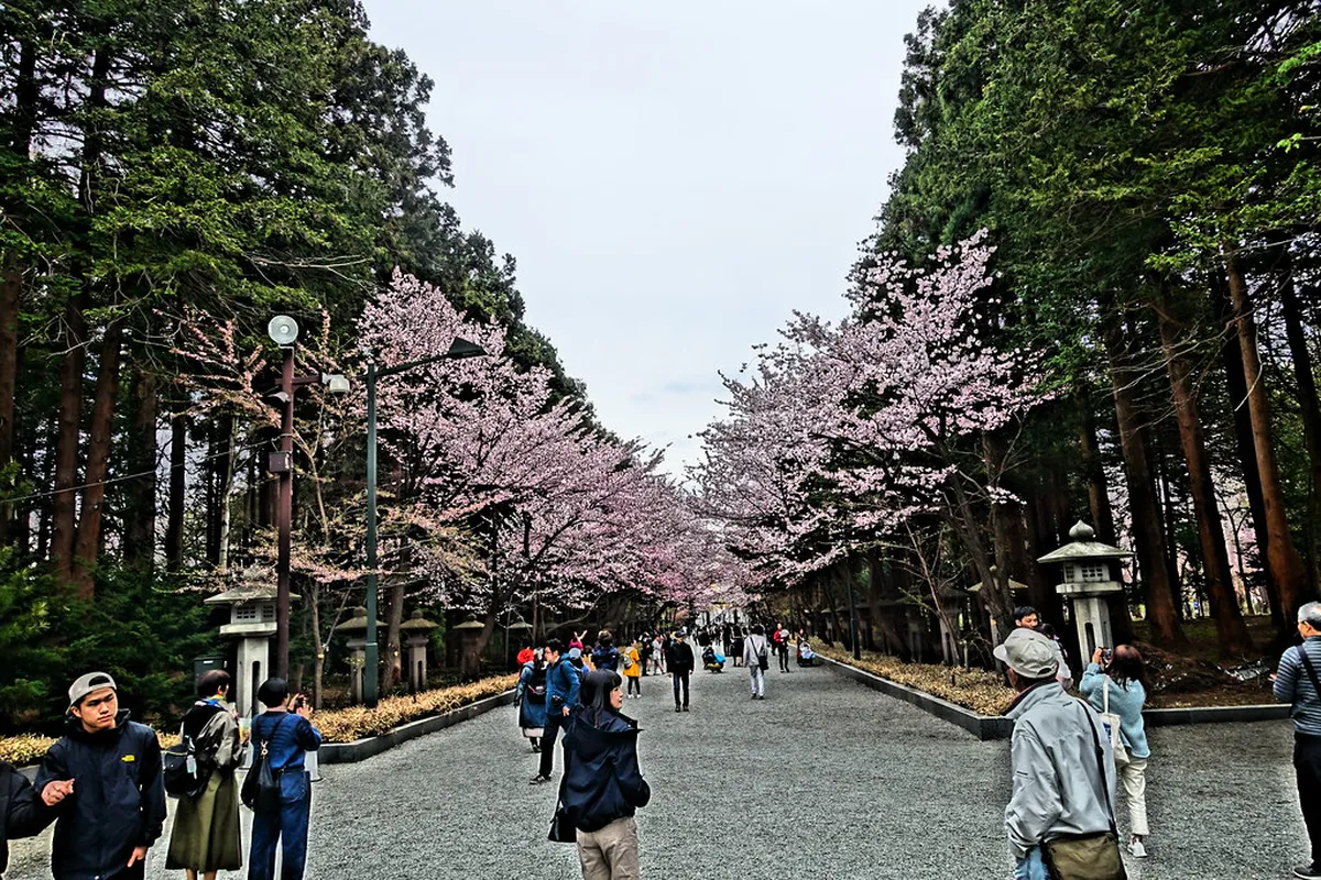 Hokkaido Shrine pathway through Maruyama Park in Sapporo with cherry blossom trees lining the approach