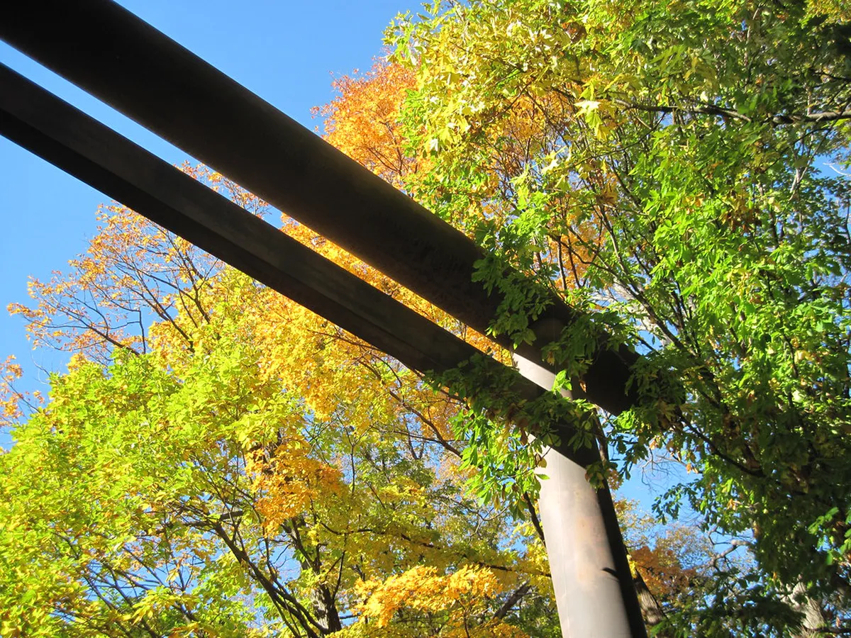 Hokkaido Shrine torii gate standing at the entrance of Maruyama Park in Sapporo surrounded by tall trees
