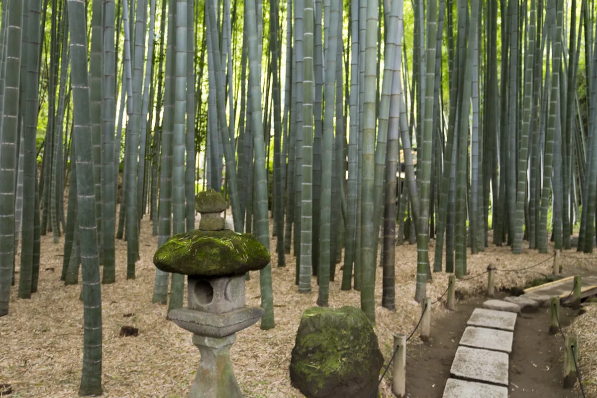 Hokokuji bamboo grove in Kamakura, Japan, with tall moso stalks filtering sunlight onto a stone path