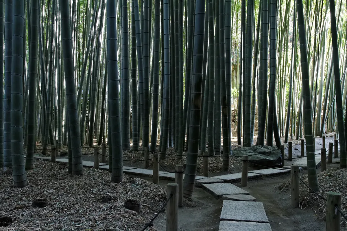 Tall bamboo grove path at Hokokuji Temple creating a serene green tunnel in Kamakura, Japan