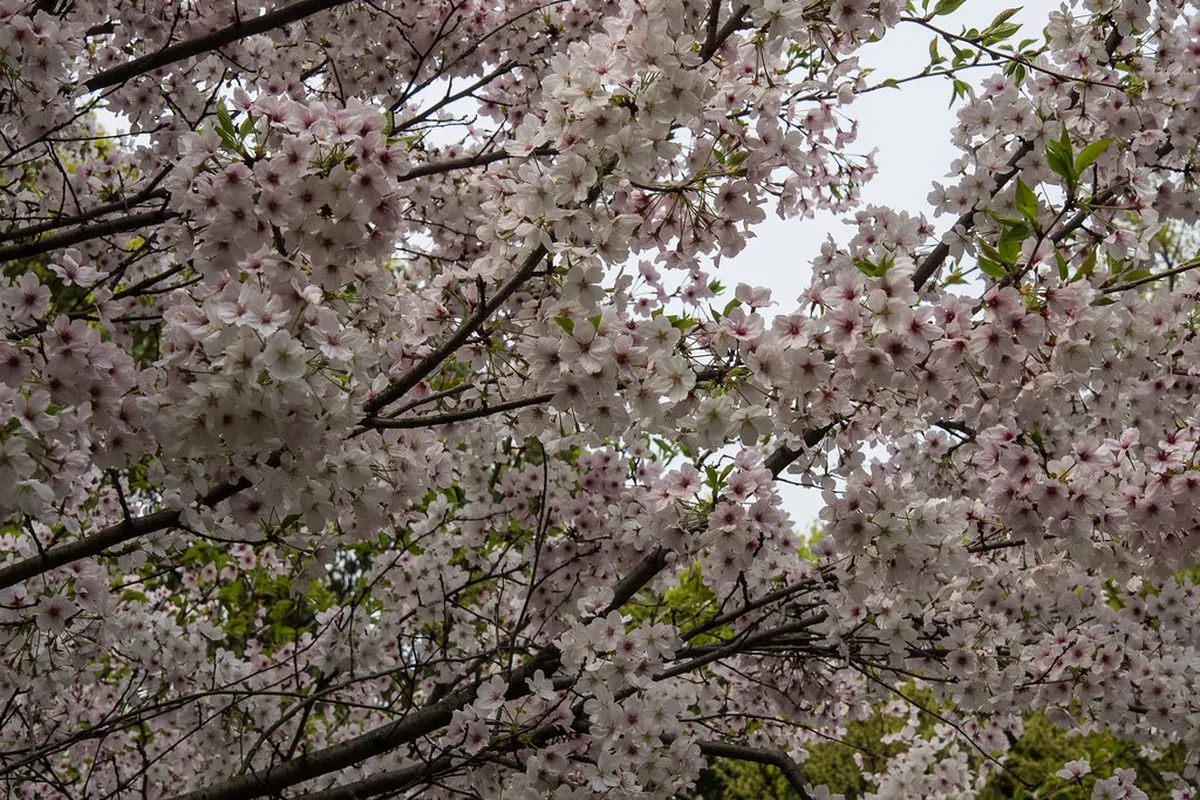 Cherry blossom sakura trees blooming near Dazaifu Tenmangu Shrine in Fukuoka, Japan, in early spring