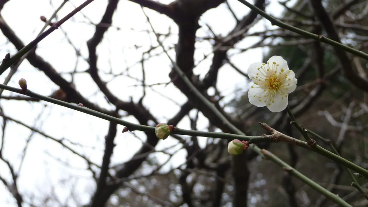 Plum blossoms in full bloom at Dazaifu Tenmangu Shrine in Fukuoka, Japan, during the winter Kanko-sai festival