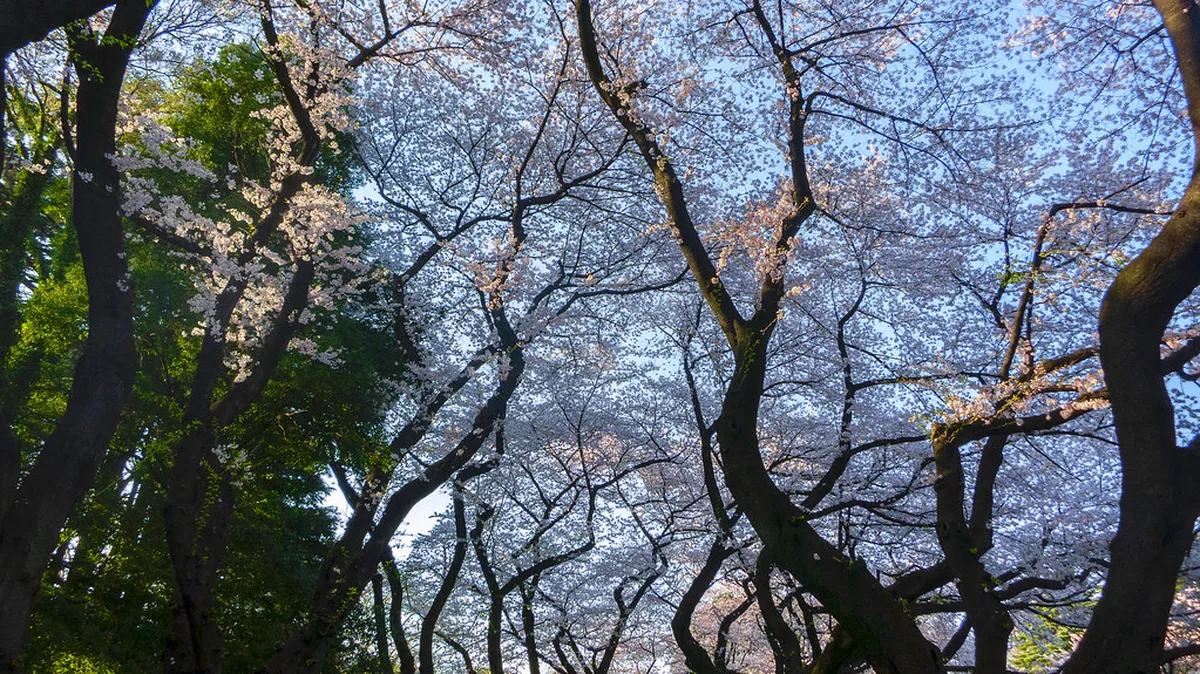 Short on Time? Illuminations You Can See Without Leaving Tokyo