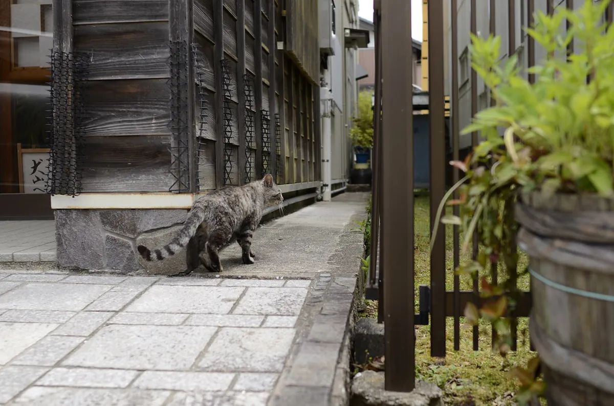 Inuyama's Castle-Town Food Culture: Tabe-Aruki Below a National Treasure