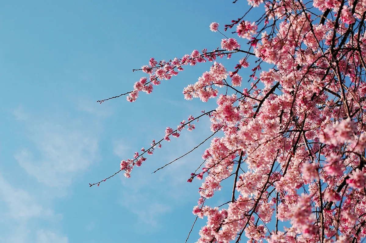 Cherry blossom trees in full bloom along a path in Nagoya, Japan during spring