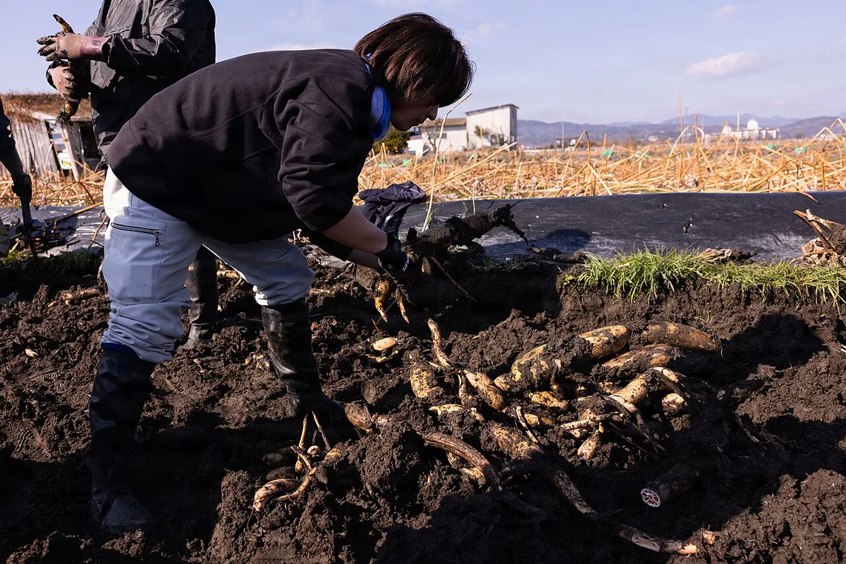 Crisp Iwakuni lotus root dishes in Yamaguchi — 2