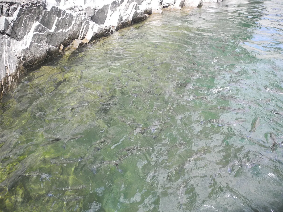 Where to Find River Fish: Roadside Stalls, Ryokans, and Iya Onsen in Iya-Valley